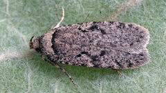 Agonopterix curvipunctosa