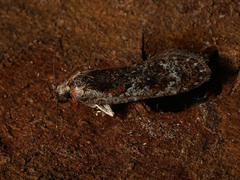 Agonopterix hypericella