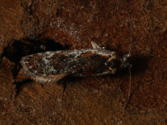 Agonopterix hypericella