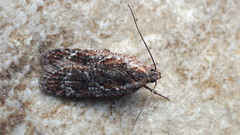 Agonopterix hypericella