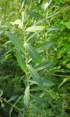 Salix vinogradovii
