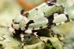 Emarginea percara