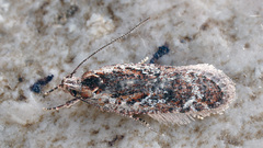 Agonopterix hypericella
