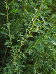 Salix vinogradovii