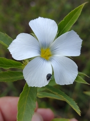 Lucas Kaminski, CC BY, iNaturalist via GBIF Turnera coerulea, photograph Lucas Kaminski, CC BY, iNaturalist via GBIF