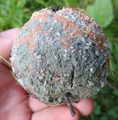 Monilinia fructigena