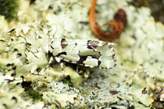 Emarginea percara