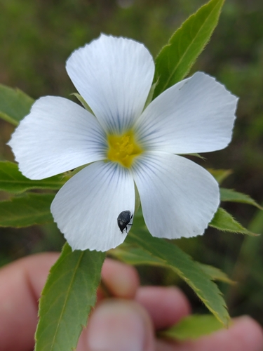 Turnera coerulea, photograph 2