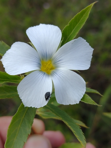 Turnera coerulea, photograph 3