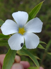Lucas Kaminski, CC BY, iNaturalist via GBIF Turnera coerulea, photograph Lucas Kaminski, CC BY, iNaturalist via GBIF