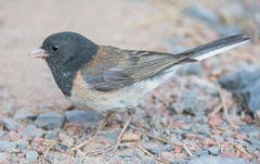 Junco hyemalis