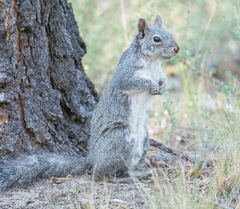 Sciurus griseus