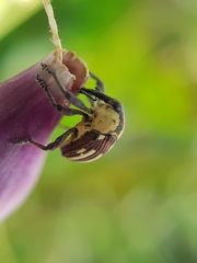 Sternuchopsis fabricii