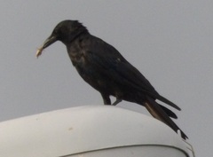 Corvus sinaloae