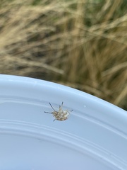 Thyanta pallidovirens