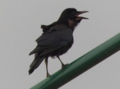 Corvus sinaloae