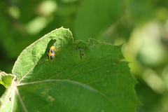 Metaxyonycha chlorospila