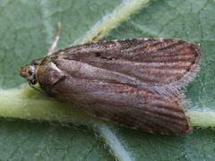 Agonopterix liturosa
