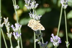 Carcharodus alceae