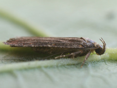 Agonopterix liturosa