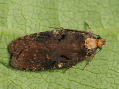 Agonopterix liturosa