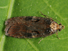 Agonopterix liturosa