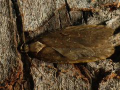 Agonopterix liturosa