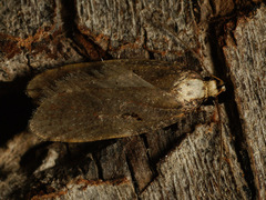 Agonopterix liturosa