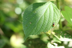 Gynandrobrotica lepida