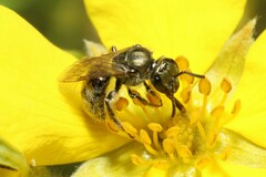 Lasioglossum occidentale