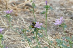 Bombus terrestris