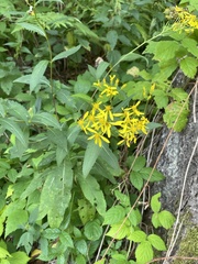 Senecio sarracenicus