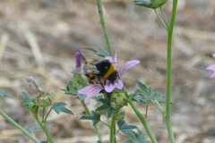 Bombus terrestris