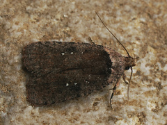 Agonopterix multiplicella