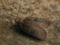 Agonopterix multiplicella