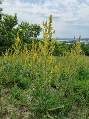 Verbascum lychnitis