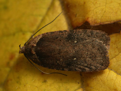 Agonopterix multiplicella