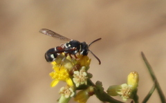 Maricopodynerus