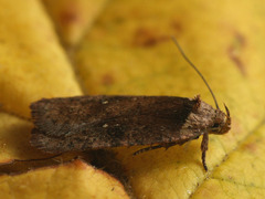 Agonopterix multiplicella