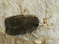 Agonopterix multiplicella