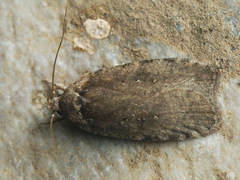 Agonopterix multiplicella