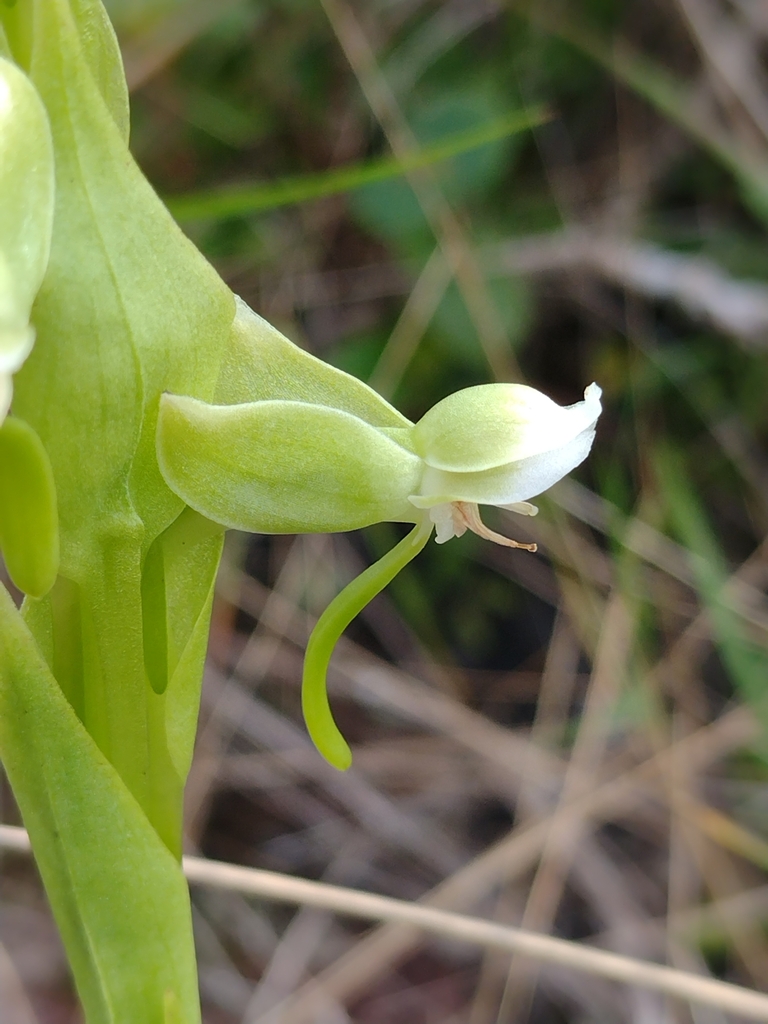 Habenaria obtusa