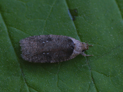 Agonopterix multiplicella