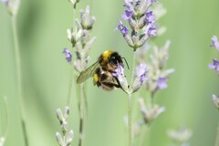Bombus terrestris