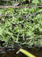 Pallavicinia