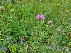 Centaurea stoebe