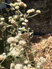 Junonia grisea