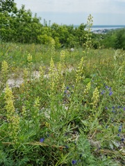 Reseda lutea