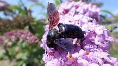 Xylocopa