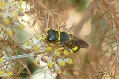 Lestica clypeata